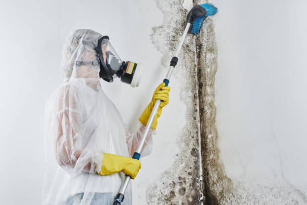 Best Localized Mold Remediation (e.g., coastal areas, humid climates) in Homedale, ID